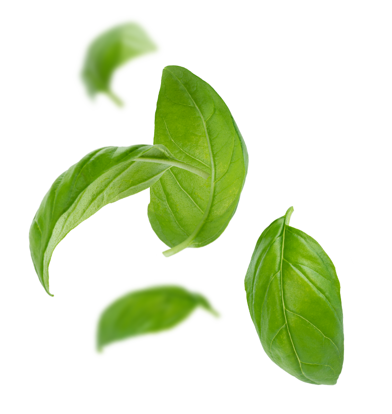 basil